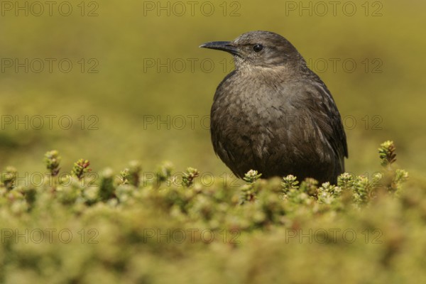 Blackish (Tussock Bird) Cincloides (Cinclodes antarcticus) on the ground in the Falkland Islands