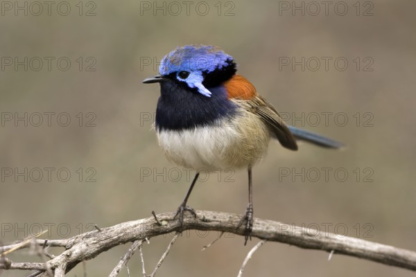 Blue-breasted Fairywren (Malurus pulcherrimus) male, Western Australia, Australia