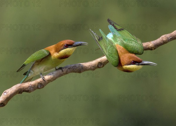 Chestnut-headed Bee-eater (Merops leschenaulti), Penang, Malaysia
