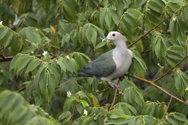 Green Imperial Pigeon (Ducula aenea pusilla) perched on a branch, Udawalawe National Park, Sri Lanka