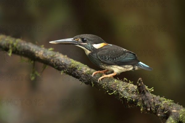 Blue-banded Kingfisher (Alcedo euryzona) young male perched on a branch, Selangor, Malaysia