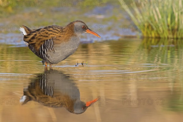 Wasserralle, Water Rail, Rallus aquaticus, Râle d'eau, Rascón Europeo