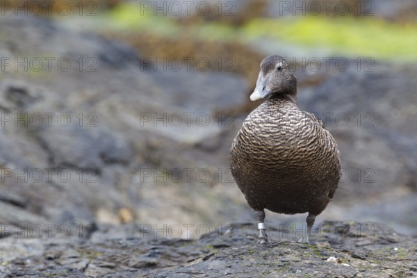 Common Eider (Somateria mollissima) female, Icland
