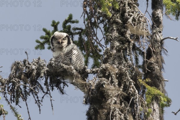 Northern Hawk-Owl (Surnia ulula), Dalarna, Sweden
