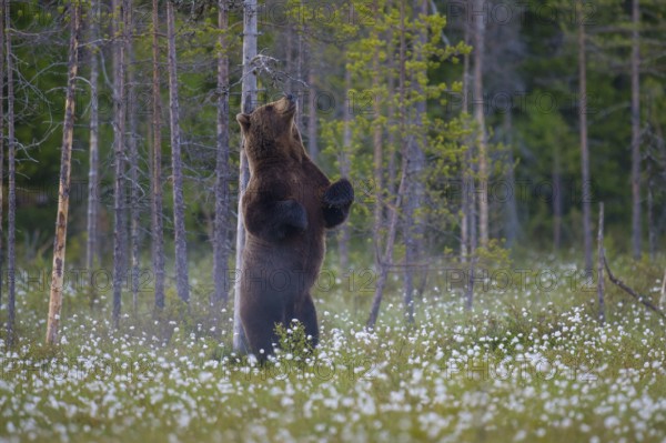 Eurasian Brown Bear (Ursus arctos) standing at tree trunk and rubbing its back, Finland