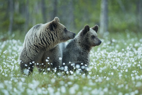 Eurasian Brown Bear (Ursus arctos) mother with cub in white cottongrass, Finland