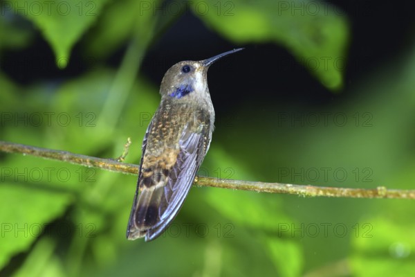 Brown Violet-ear in the rain. Colibri delphinae San Jose, Costa Rica 7 November Adult Trochilidae