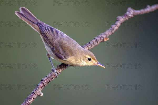 Melodious Warbler (Hippolais polyglotta) perched on a branch, Castile and Leon, Spain