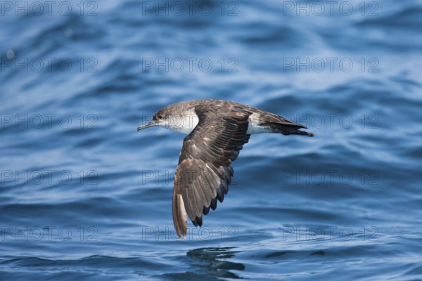 Black-vented Shearwater Puffinus opisthomelas San Diego, California, United States 14 September Adult Procellariidae