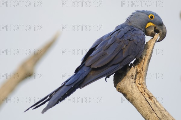 Hyacinth Macaw (Anodorhynchus hyacinthinus), Pantanal, Brazil