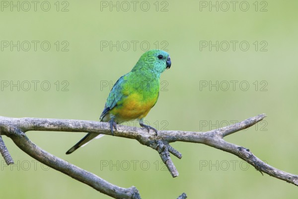 Red-rumped Parrot (Psephotus haematonotus) male perched on a branch, Victoria, Australia