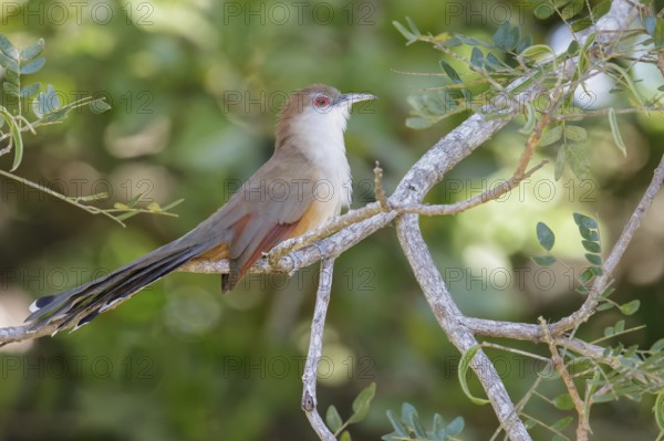 Great Lizard Cuckoo (Coccyzus merlini) perched on a branch in Cuba
