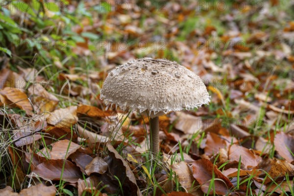 Parasol mushroom (Macrolepiota procera) mushroom in a forest in autumn, Bavaria, Germany
