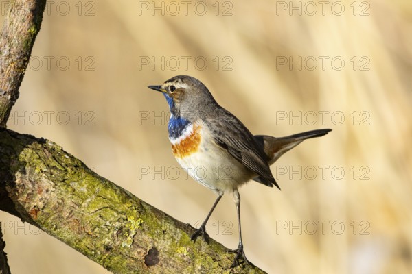 Bluethroat (Luscinia svecica cyanecula) ml Germany