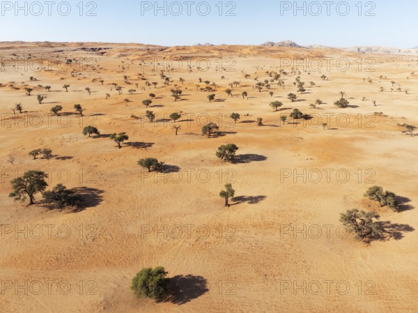 Sand dunes and camelthorn trees (Vachellia erioloba) in the Tsondab Valley in the Namib Desert. Aerial view. Drone shot. Namibia