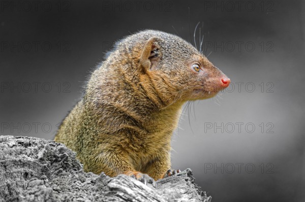 Dwarf mongoose (Helogale parvula), adult, captive, animal portrait, occurrence savannahs, light forests, scrubland