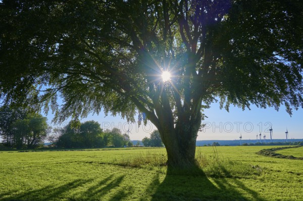 Sunbeams breaking through the branches of a large tree standing in the centre of a green meadow, summer, Rohren, Monschau, Eifel, North Rhine-Westphalia, Germany