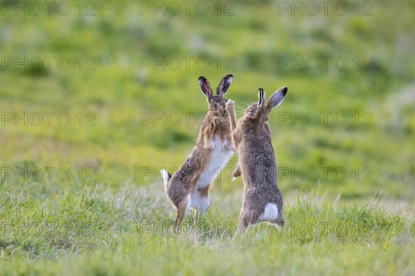 European hare (Lepus europaeus) Mating season Germany