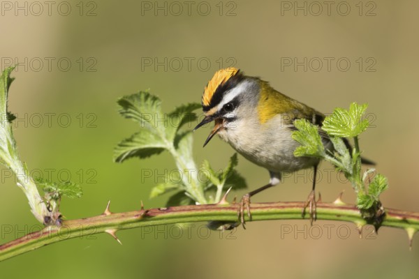Firecrest - Sommergoldhähnchen - Regulus ignicapilla ssp. ignicapilla, Germany