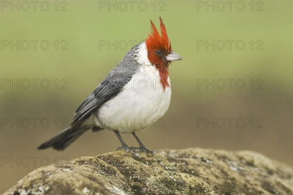 Red-crested Cardinal (Paroaria coronata), Hawaii, USA