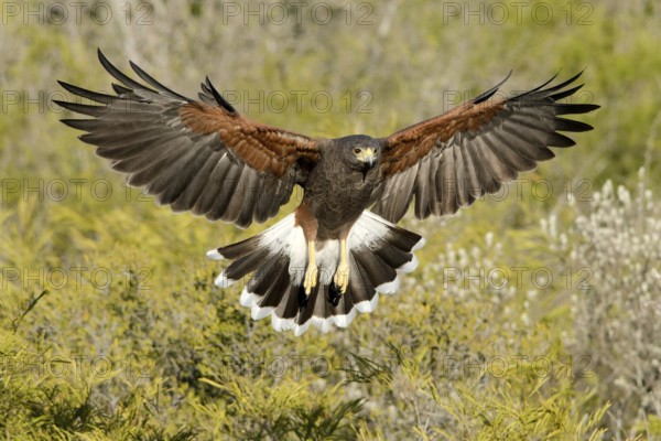 Harris's Hawk (Parabuteo unicinctus) flying, Texas, USA