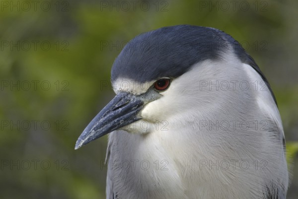 Black-crowned Night Heron (Nycticorax nycticorax), Florida, USA