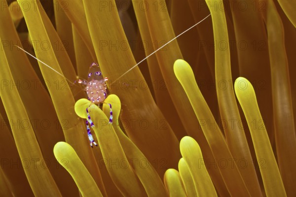 Anemonen-Partnergarnele, Ancylomenes tosaensis Tosa Anemone Shrimp, Ancylomenes tosaensis