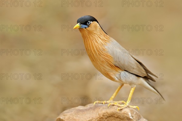 Brahminy myna or brahminy starling, Sturnia pagodarum, bird from India. Myna sitting on the stone, clear background. Birdwatching in Asia. Nature holiday in Ranthambore, India