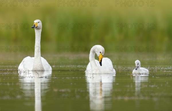 Whooper Swan (Cygnus cygnus) pair with chick, Iceland
