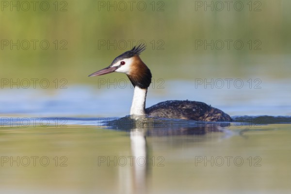 Australasian Crested Grebe (Podiceps cristatus australis), Victoria, Australia