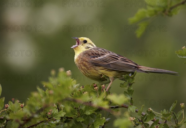 Yellowhammer (Emberiza citrinella) male singing, Mecklenburg-Western Pomerania, Germany