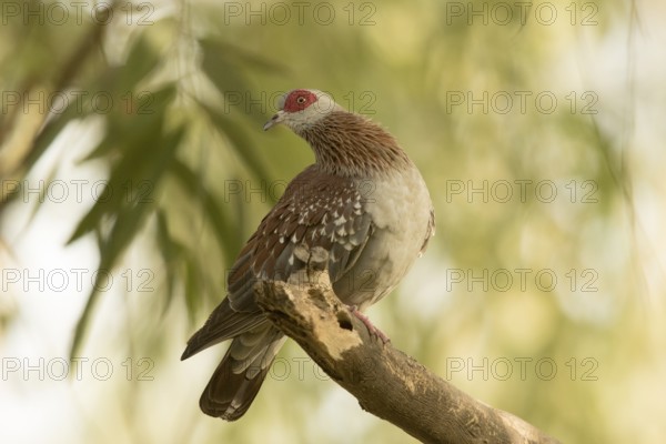 Speckled Pigeon (Columba guinea), Gambia