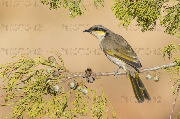 Singing Honeyeater (Gavicalis virescens), Victoria, Australia