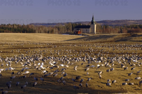 Common Crane (Grus grus), Vaestergoetland, Sweden