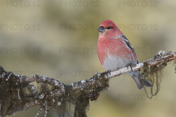 Pine Grosbeak (Pinicola enucleator) male perched on a branch, Alaska, USA