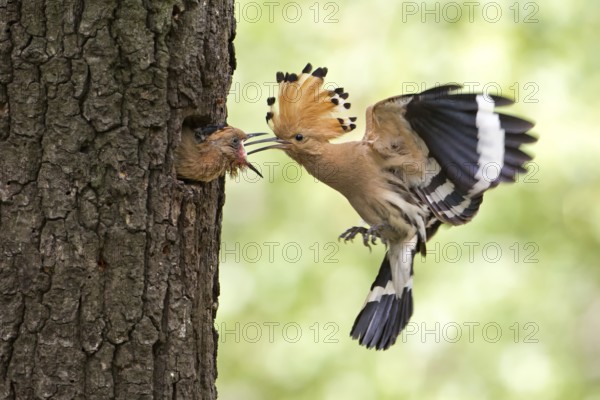 Eurasian Hoopoe (Upupa epops) feeding juvenile in breeding cavity, Saxony, Germany