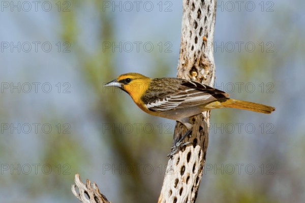 Bullock's Oriole Icterus bullockii Amado, Santa Cruz County, Arizona, United States 16 April First year Male. Icteridae