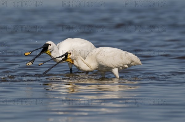 Löffler (Platalea leucorodia) White Spoonbill