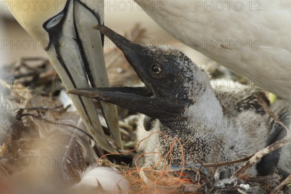 Northern Gannet (Morus bassanus) chick in nest, Schleswig-Holstein, Germany