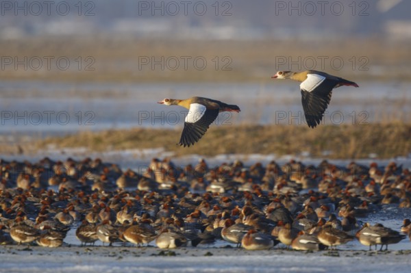 Egyptian Goose & Eurasian Wigeon (Alopochen aegyptiaca & Mareca penelope) pair of Egyptian Goose in flight over a group of resting Eurasian Wigeons, Netherlands