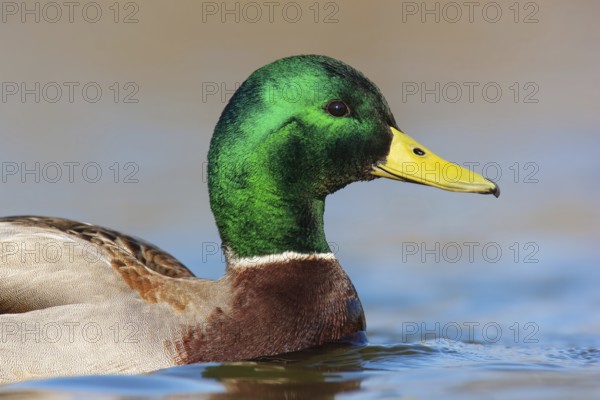 Mallard (Anas platyrhynchos) male, British Columbia, Canada