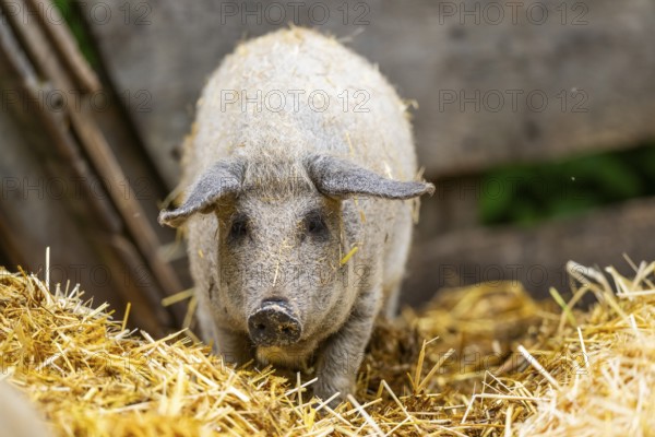 Mangalica domestic pig in the straw, Germany
