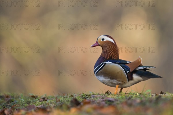 Colourful beauty... Mandarin duck (Aix galericulata), male bird, drake, most colourful and conspicuous duck in Europe, not a native bird, origin Asia, neozoon, often feral, occasionally released in parks or captive escapees, universally popular, native nature, Lower Rhine, Rhineland, North Rhine-Westphalia, Germany, Western Europe