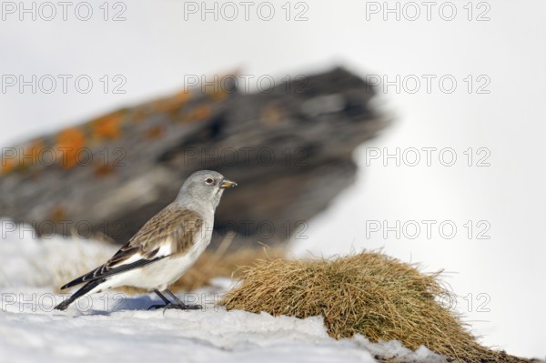 In search of food... Snowfinch (Montifringilla nivalis), also known as Snowfinch, in early spring during the snowmelt in the Swiss Alps, Valais, Switzerland, native birds, wildlife, nature