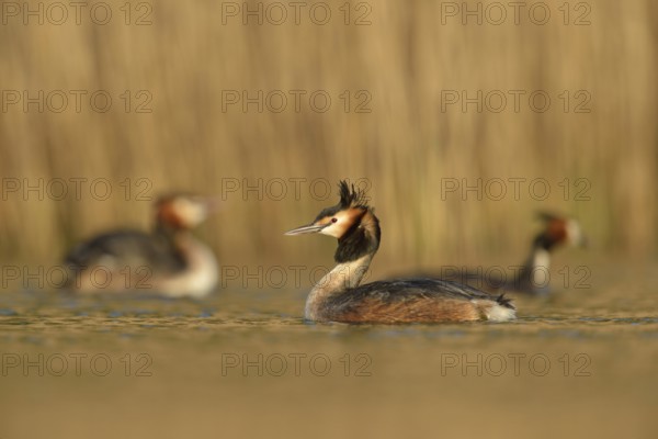 Great Crested Grebe (Podiceps Scalloped ribbonfish) in breeding plumage, breeding plumage, several, small group, flock, swimming in golden light, early morning light, on a natural water body in front of a reed belt, waterfowl, native nature, Lower Rhine, Rhineland, North Rhine-Westphalia, Germany, Western Europe