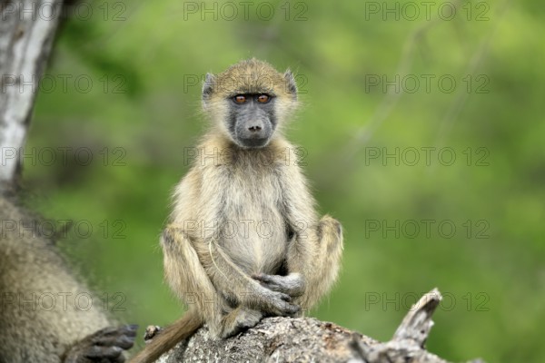 Bear baboon, Tschakma baboon (Papio ursinus), young animal, sitting, on the ground, alert, relaxed, Kruger, Kruger National Park, South Africa