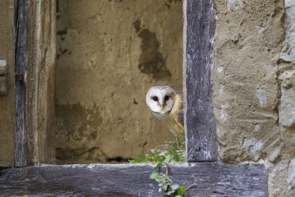 Western Barn Owl (Tyto alba), Germany