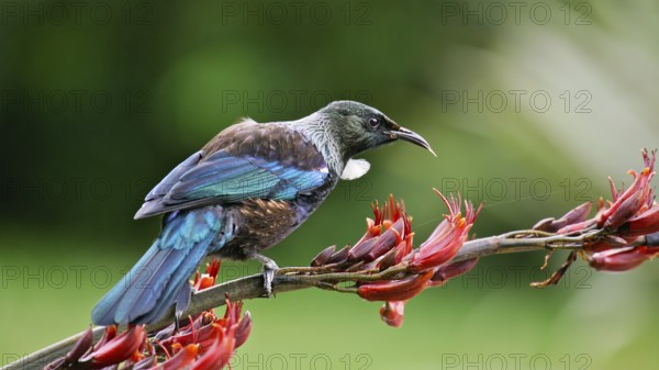 Tui (Prosthemadera novaeseelandiae), South Island, New Zealand