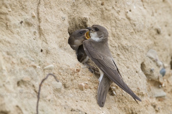 Common Sand Martin - Uferschwalbe - Riparia riparia ssp. riparia, Germany, adult and juvenile