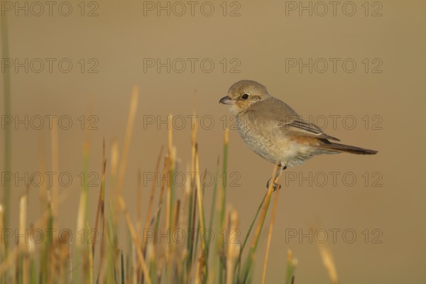 Isabelline Shrike - Isabellwürger - Lanius isabellinus ssp. isabellinus, Oman, juvenile